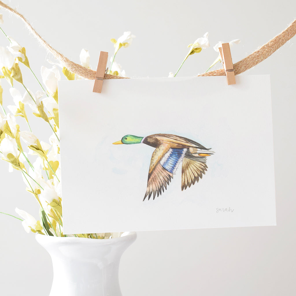 Sarah McCullen Watercolor Print- Flying Mallard - TheMississippiGiftCompany.com
