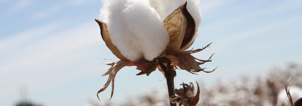 image of cotton boll in cotton field